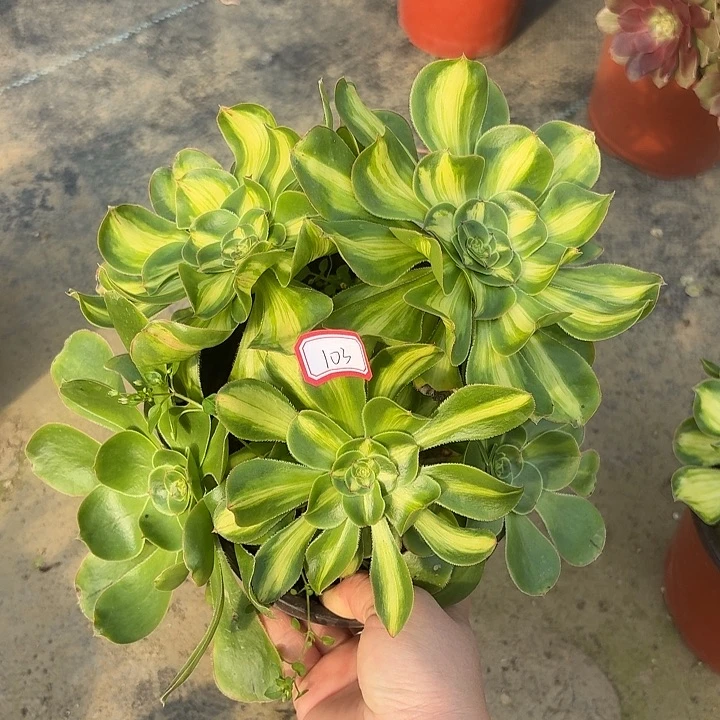 暴君丛林朵朵103多肉植物