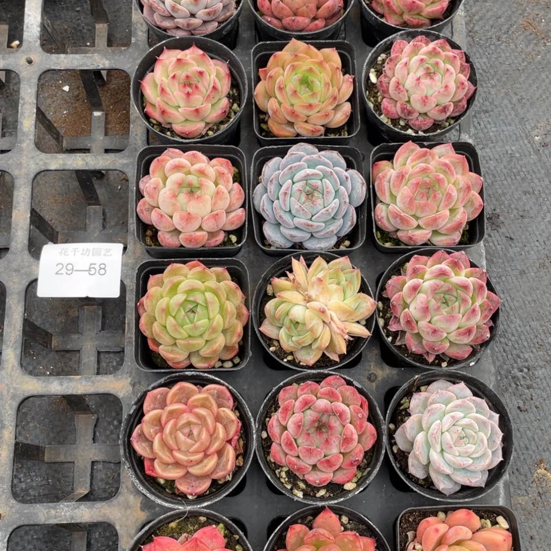 一物一拍18颗29-58