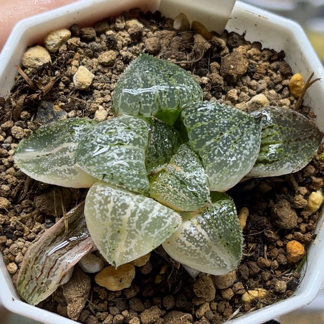 83翡翠白银锦福利专场