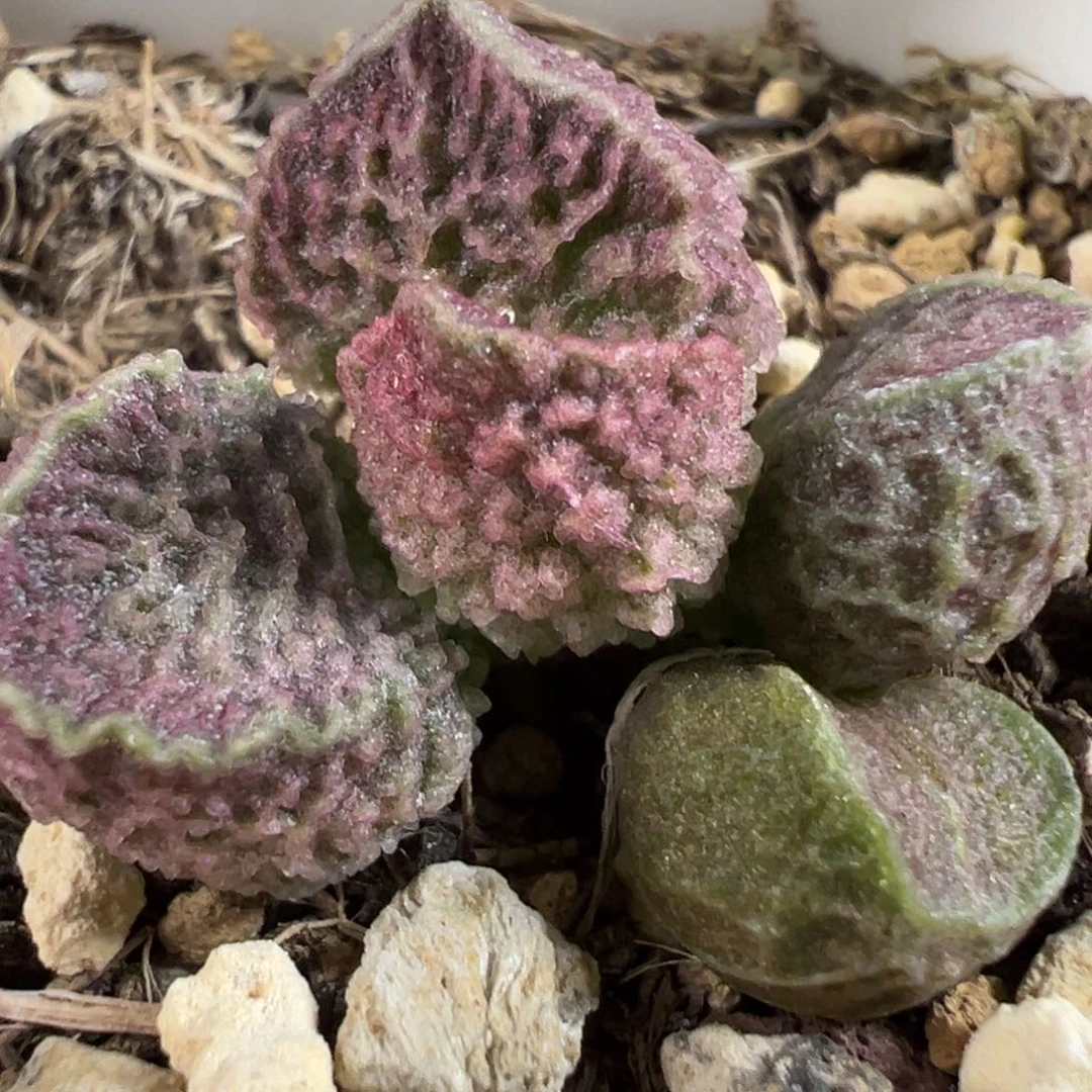 实生新品多肉植物水泡多肉植物