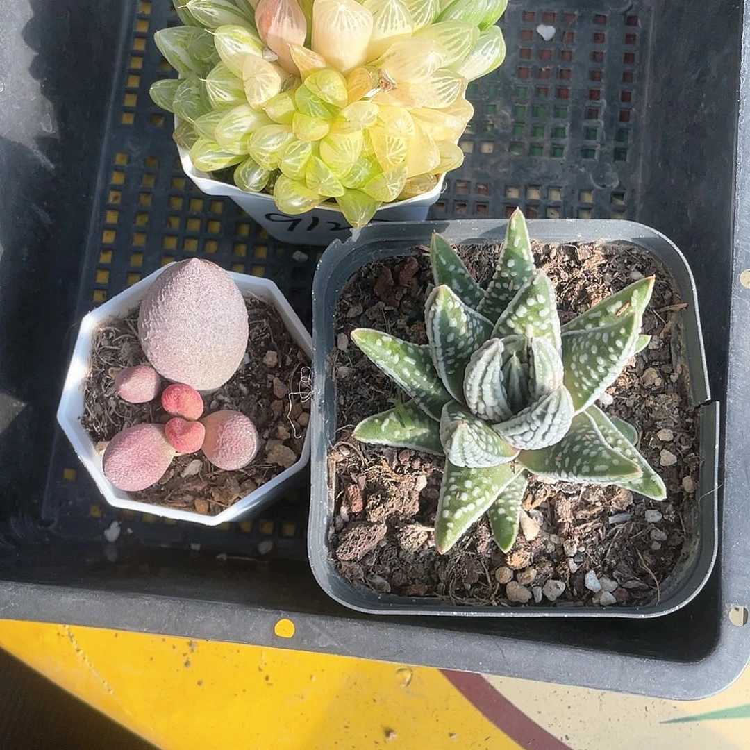 ?****苏州玉露锦加恐龙腹部水泡