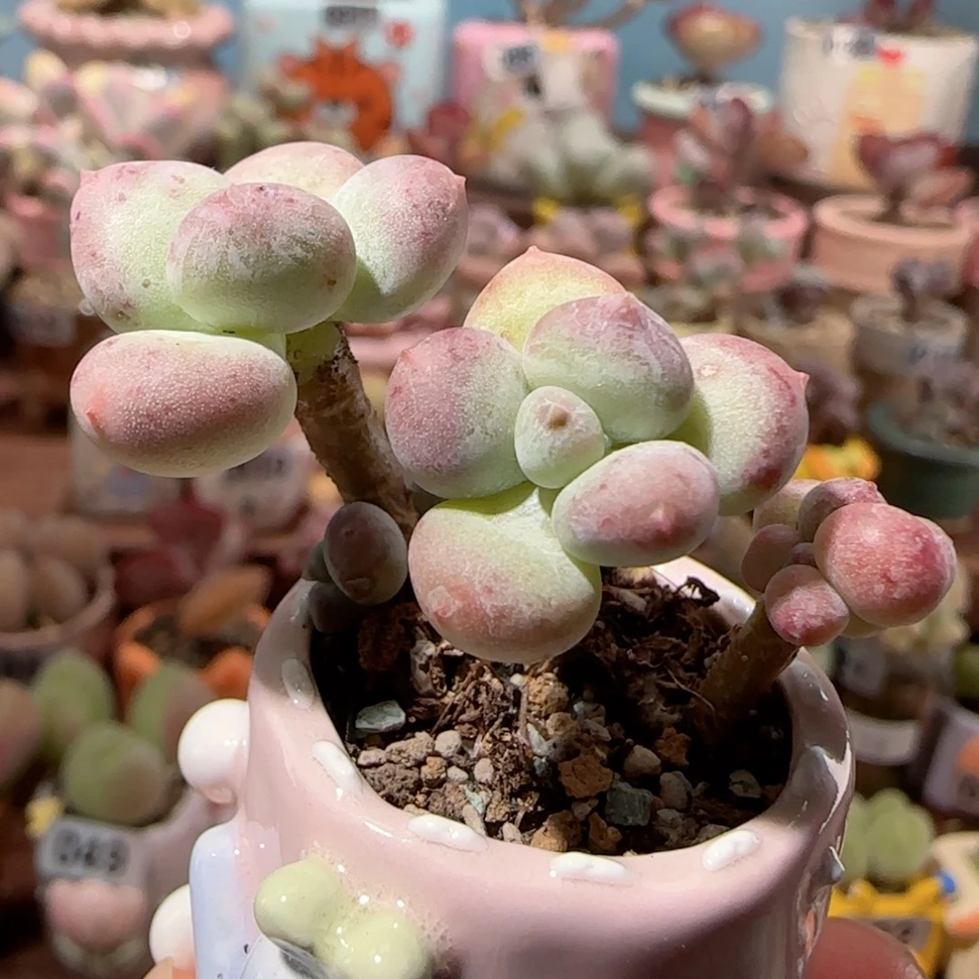 彩虹奶   盆口2cm