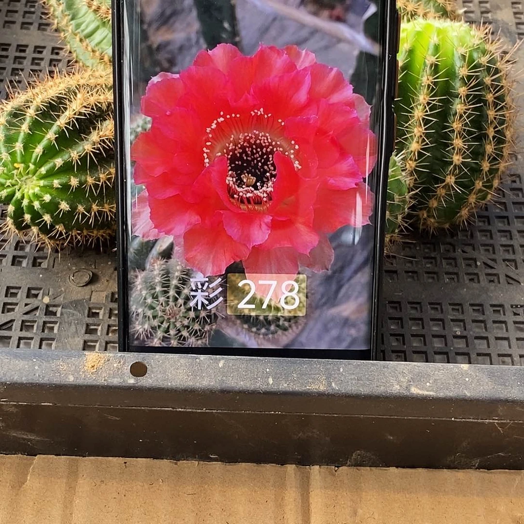 彩 278侧芽歪20包邮/5公分