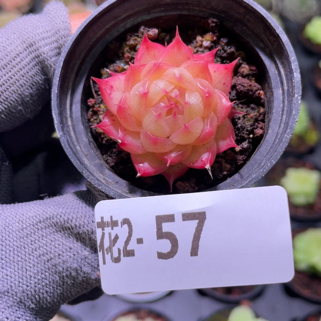 花利美  2-57海王