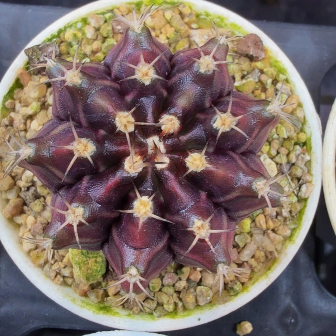 当前无花朵，栽培后可花朵