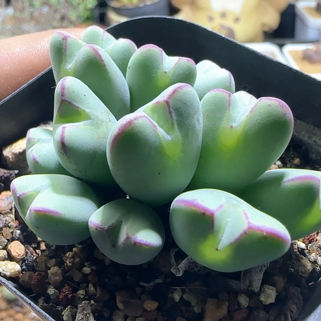 哈哈哈哈哈哈哈596