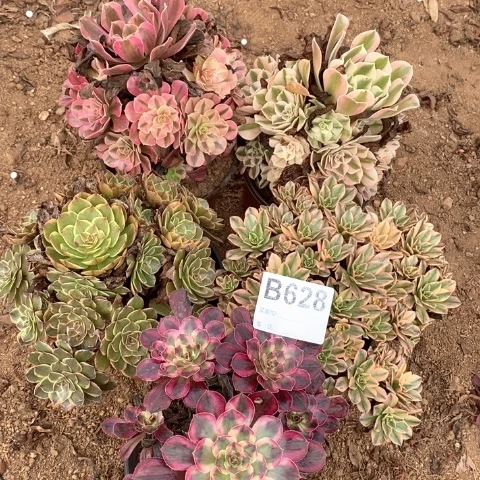 小***海628五颗法师多肉植物