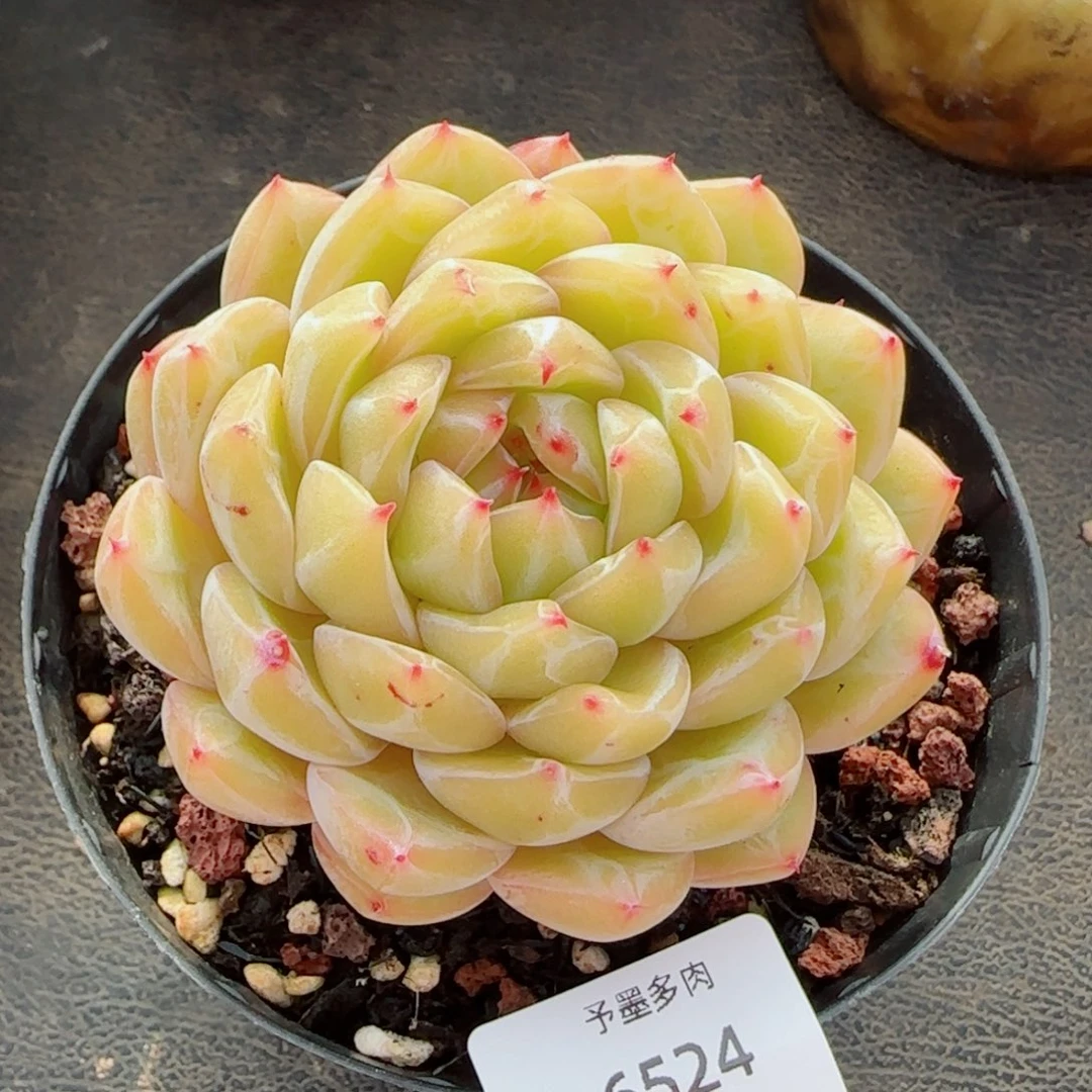 雪花珍妮，6524多肉植物