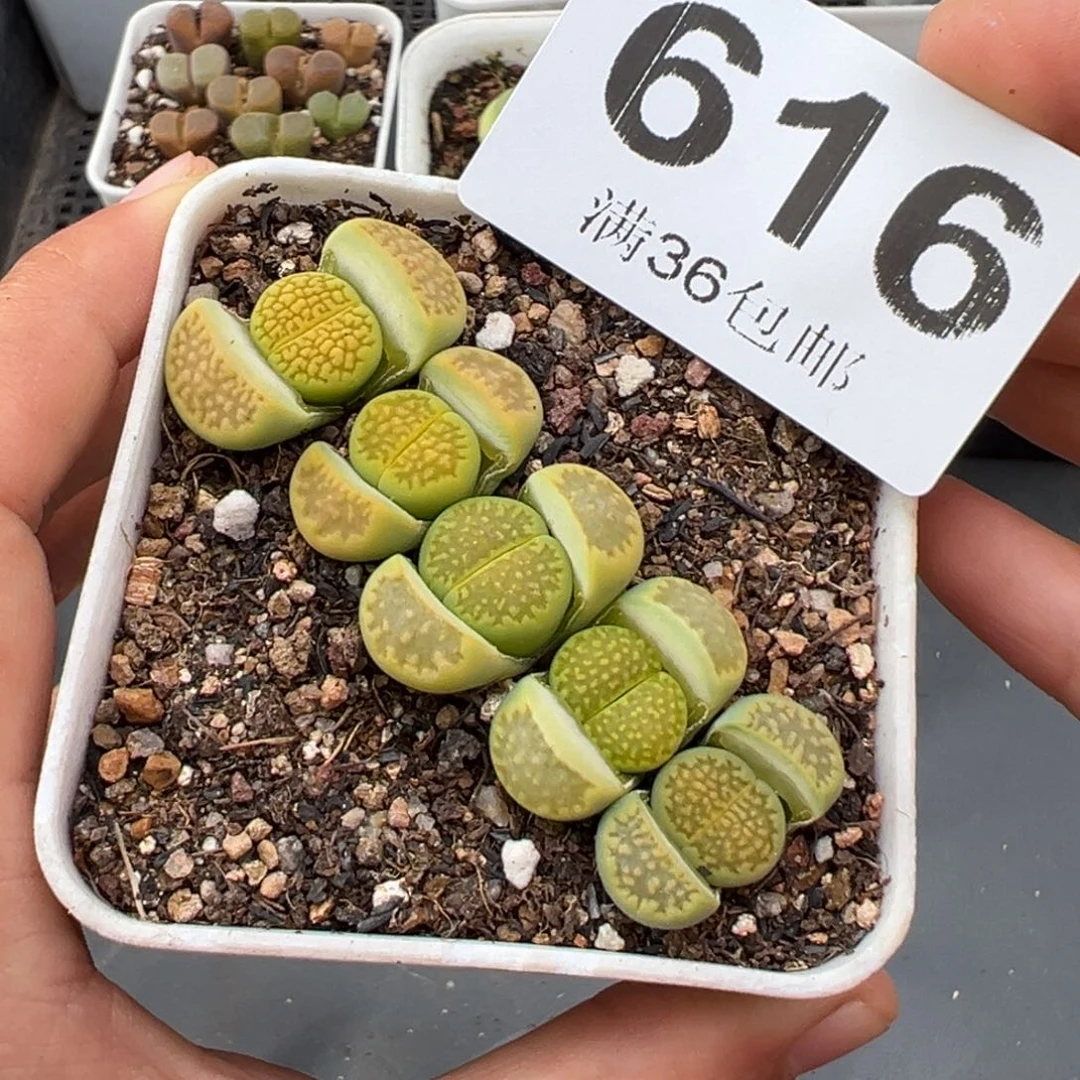 1.25好看的多肉616