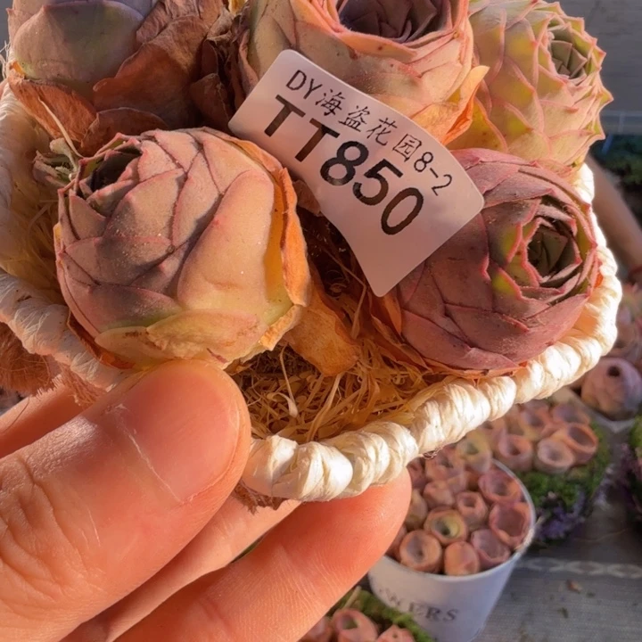 TT850 毛绒玫瑰组合
