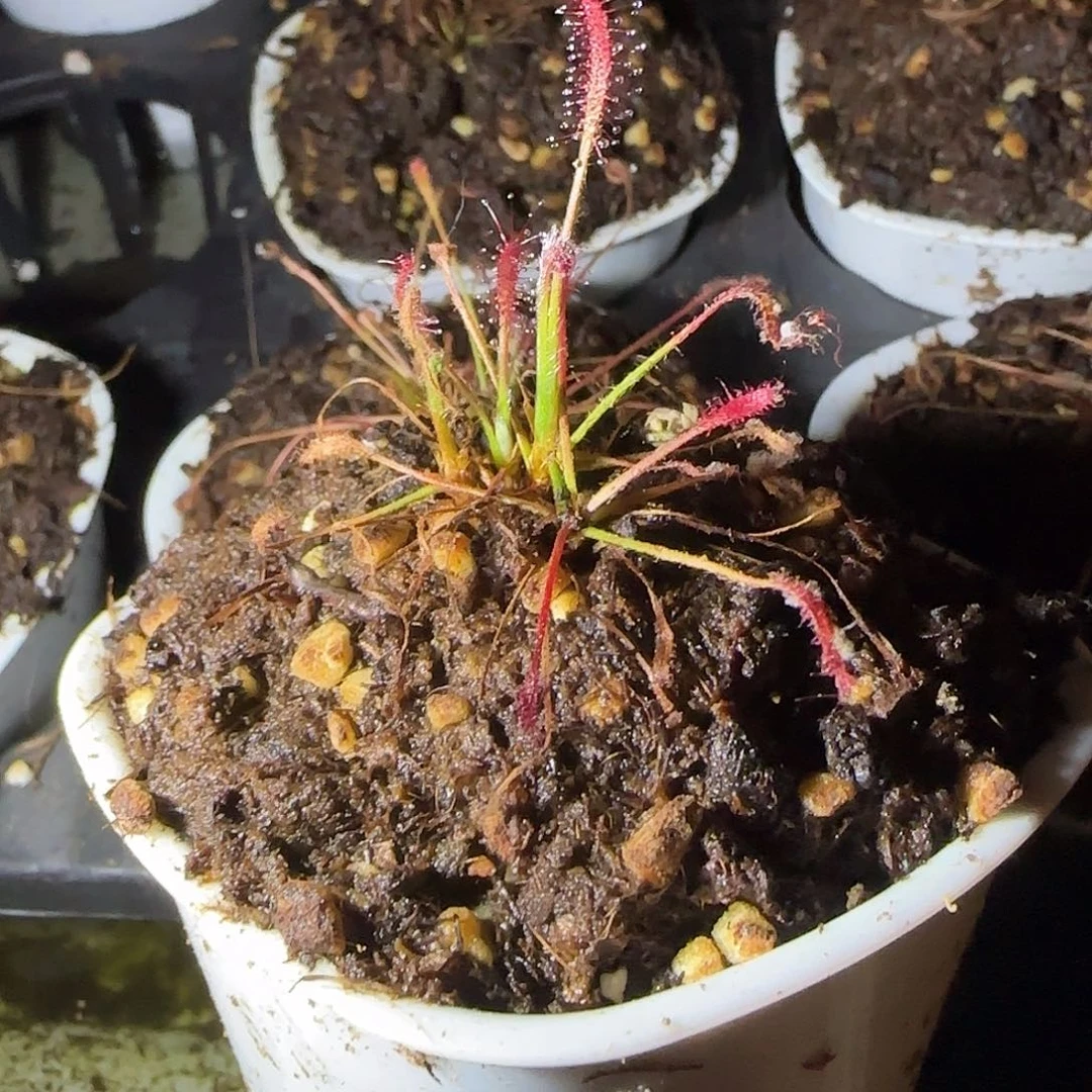 无花朵专拍茅膏菜
