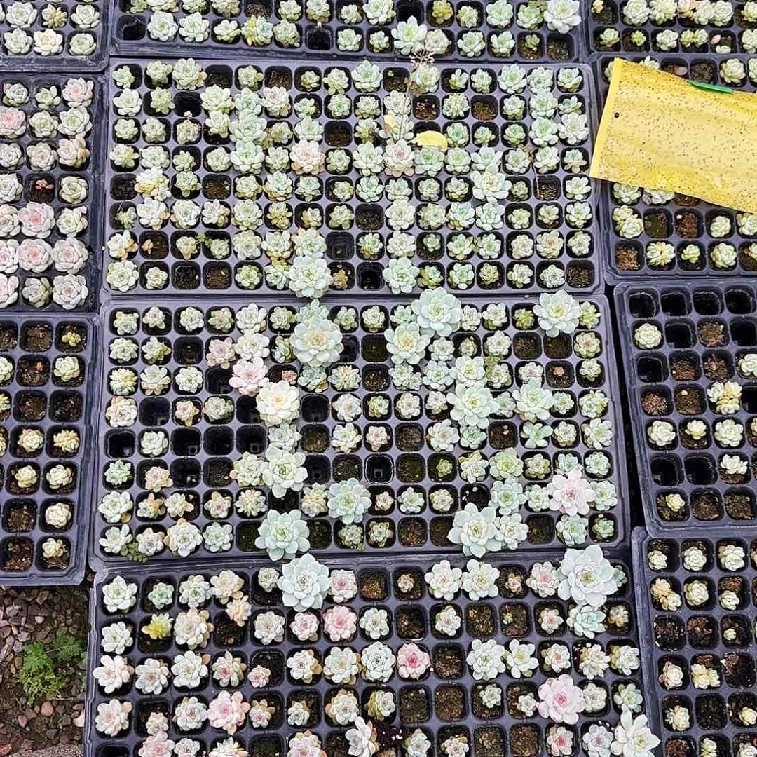 菩提子五个 穴满25包邮