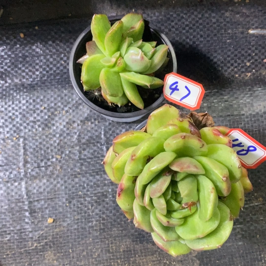 西**心一物一拍两盆多肉4748