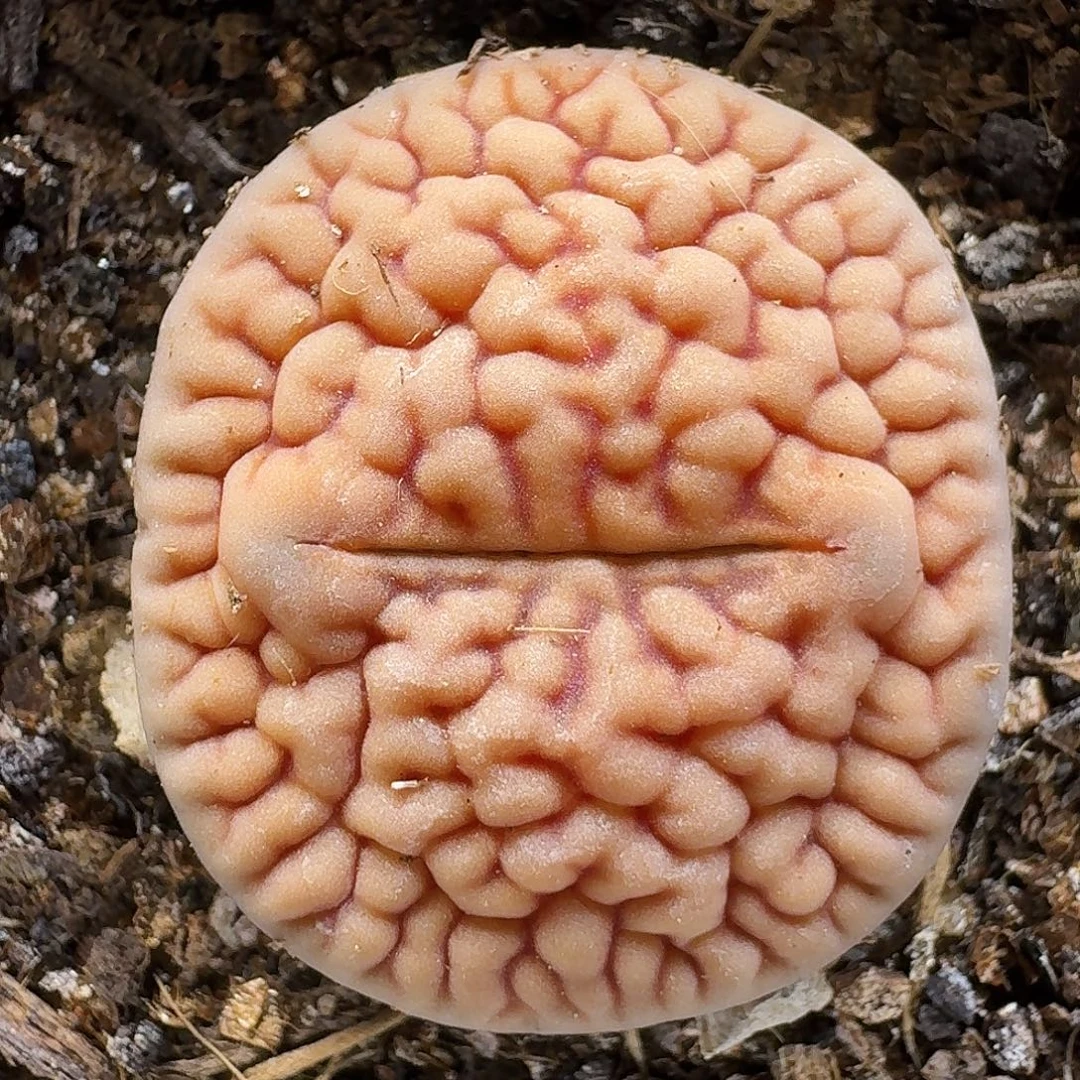 生石花111111。  231