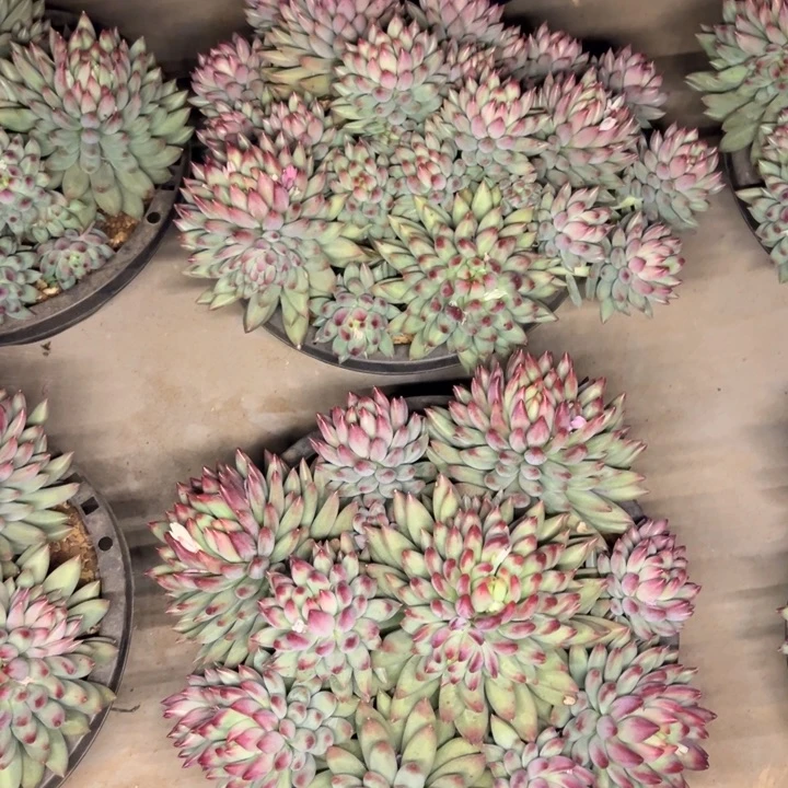 侨***乐侨乐二代虞美人量单价