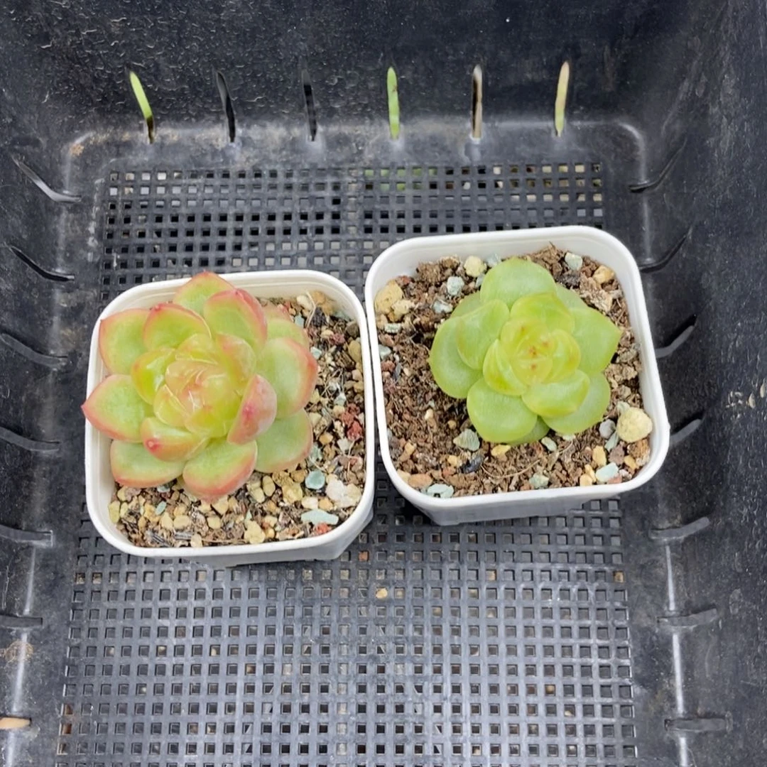 东篱下多肉植物哈哈哈哈