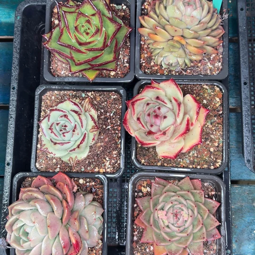 多肉一物一拍0120-306