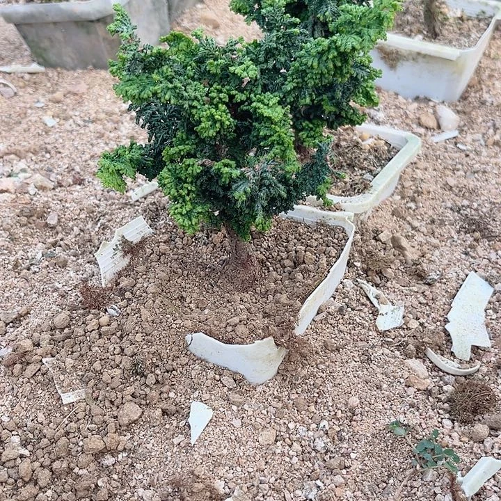 无花朵X12石化桧石化桧