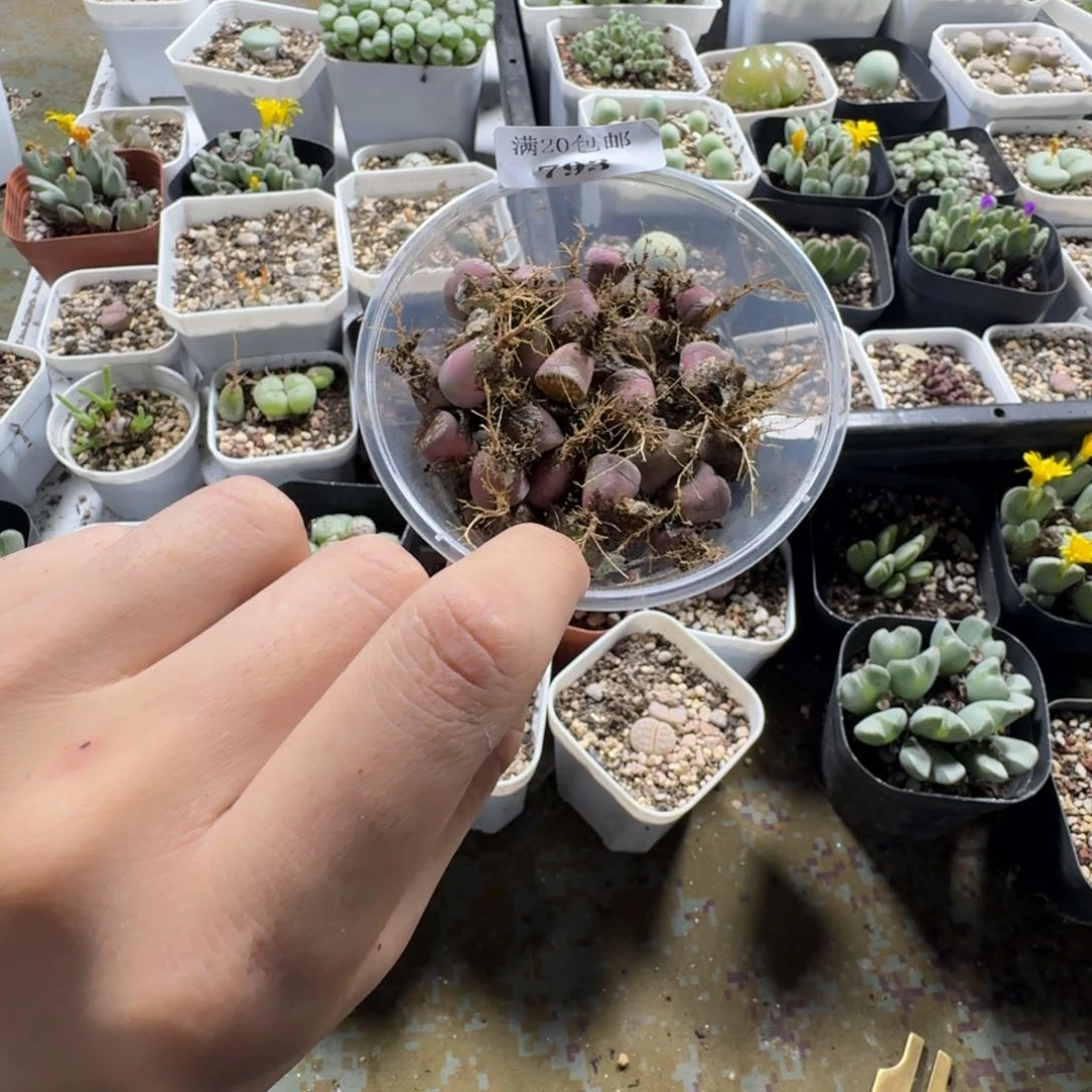 宸****⁹793。 雀卵一盒。多肉植物
