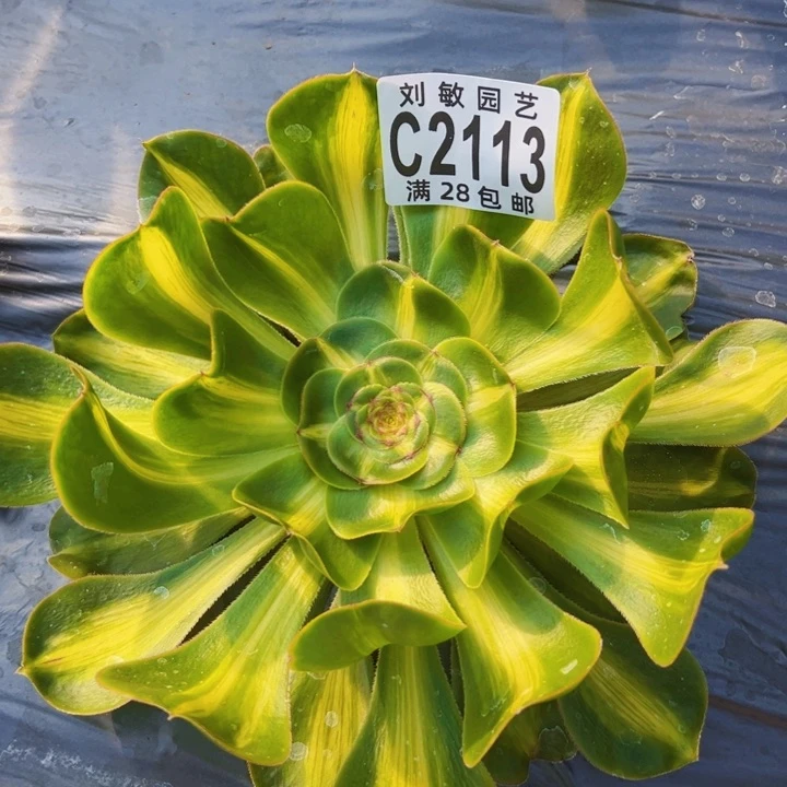 暴君多肉植物法师2113