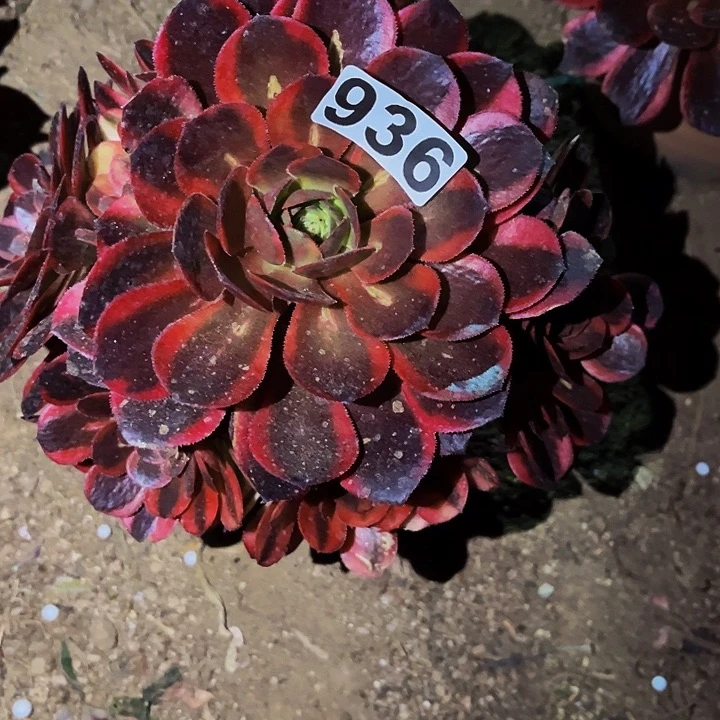 936半夏多肉植物