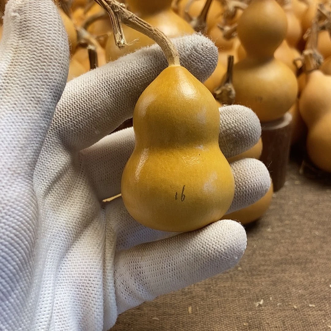 文玩葫芦 完美主义者 慎拍16