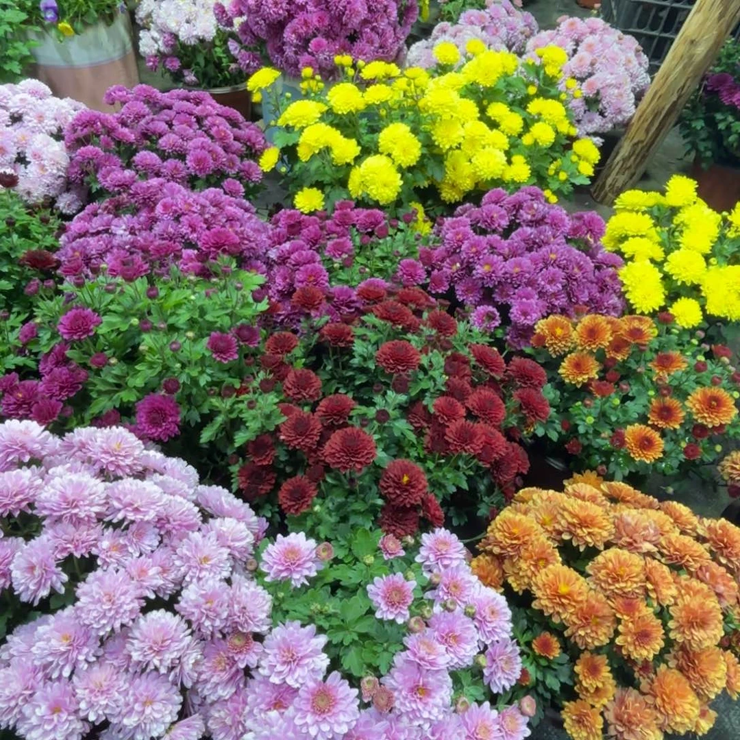 冷***~完全开放一五一十已拍加急