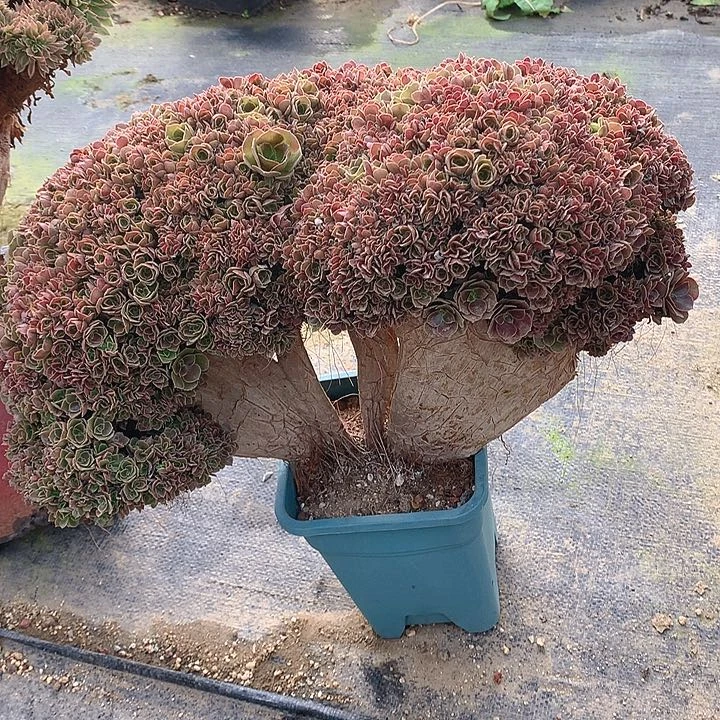 玫瑰朵朵脱土发货啊