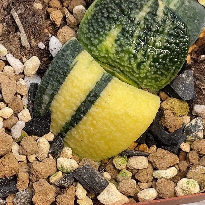 珍珠卧牛锦一物一拍3号