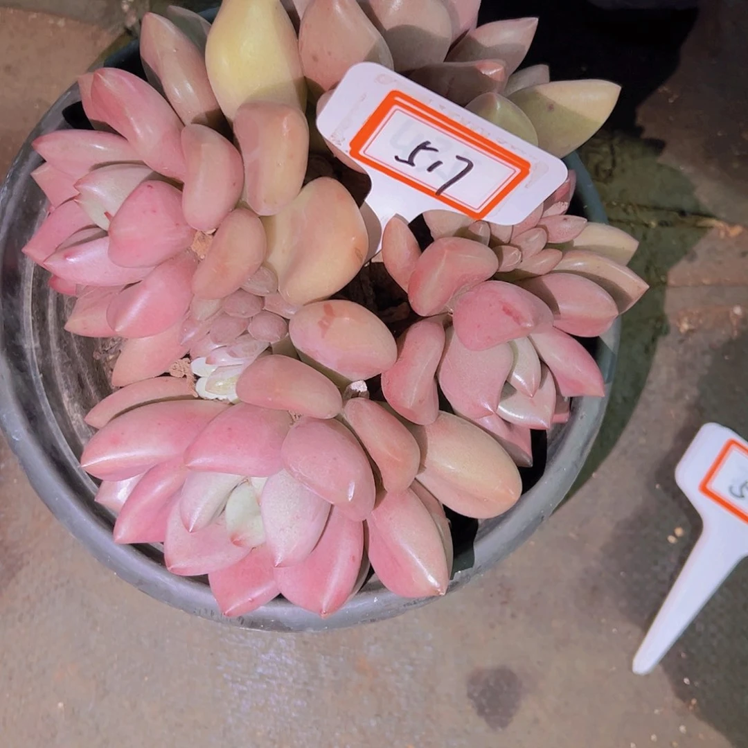 郑****o517桃花源38元元元