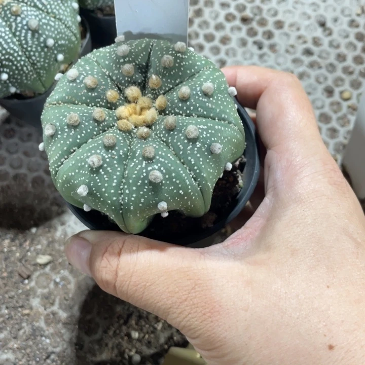 白***糖实生海星带盆发货
