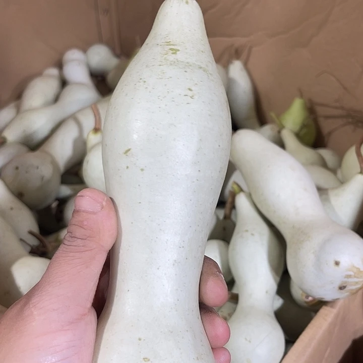 大果紫檀（缅甸花梨）鸟****)