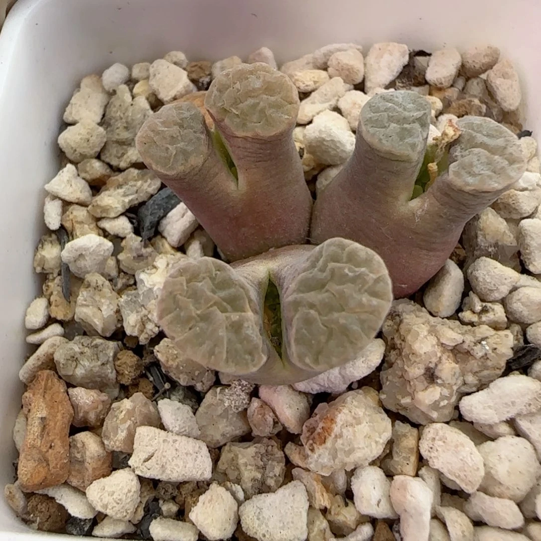 ?***?105福利福利福利