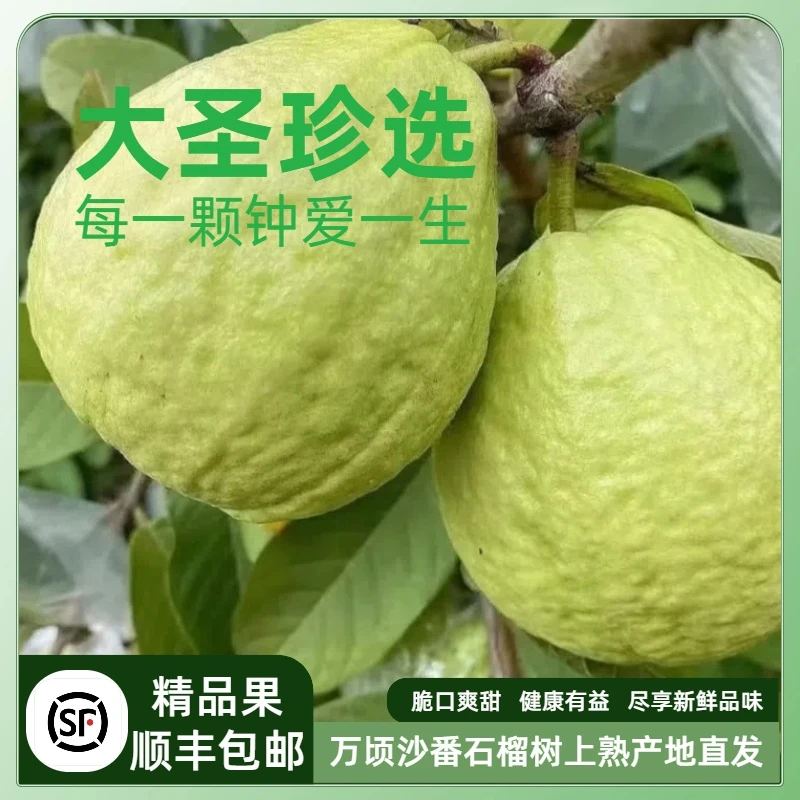 南沙万顷沙白心低热量树上熟番石榴脆口芭乐南方新鲜健康当季水果