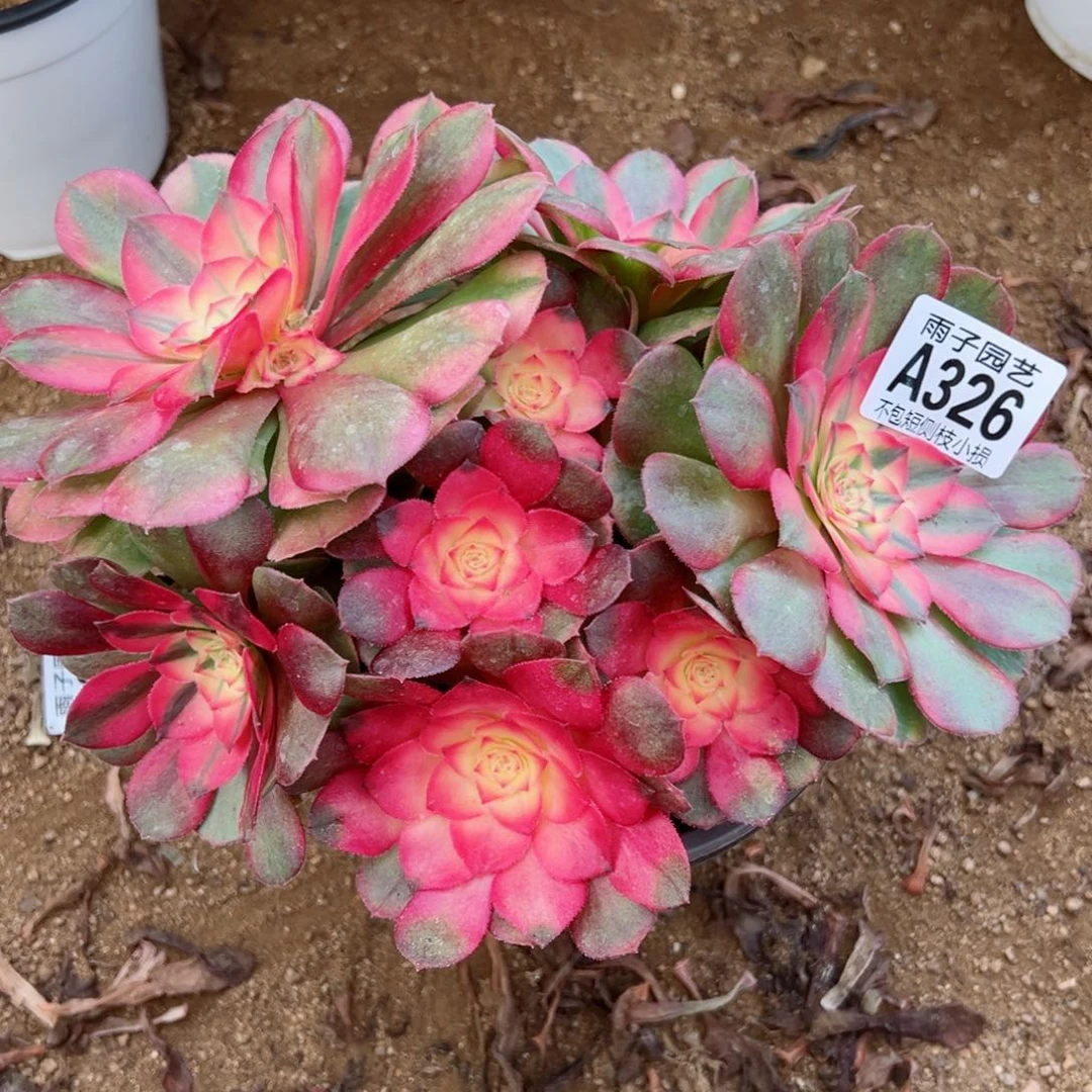 326荔枝尺寸18左右