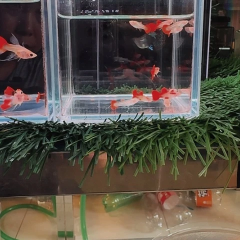 芳***芳海水鱼菊花翻折扇白子小压成10条