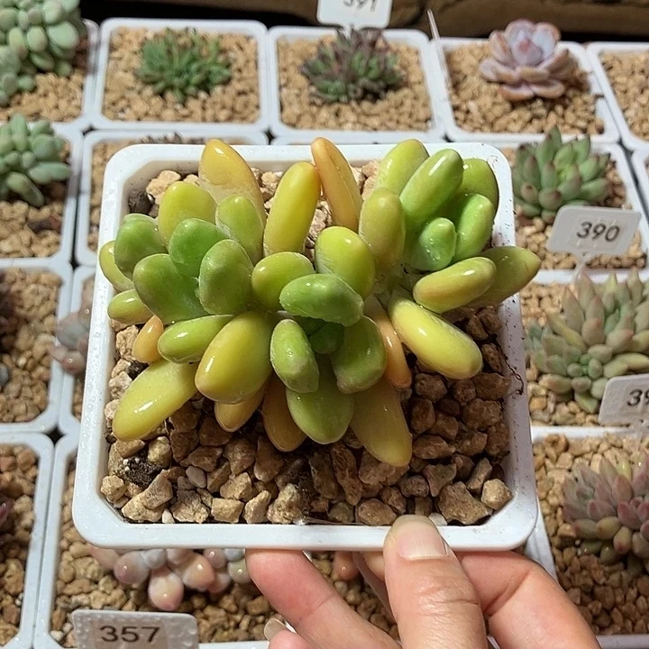 芒果奶4头，一物一拍