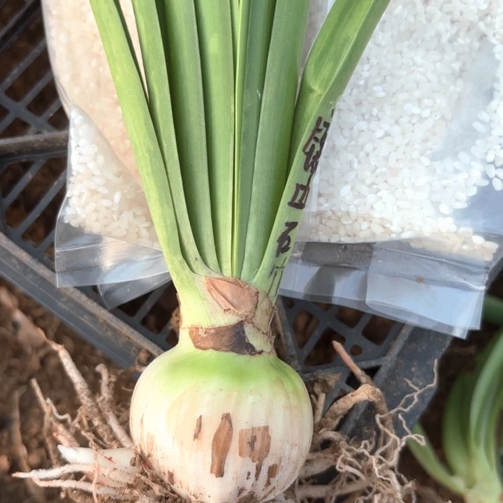 无花朵镶边石竹包对版