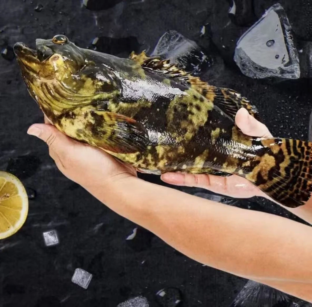 石斑鱼特大龙胆石斑鱼【1.6-2斤/条】 深海海捕  活鱼速冻顺丰冷链