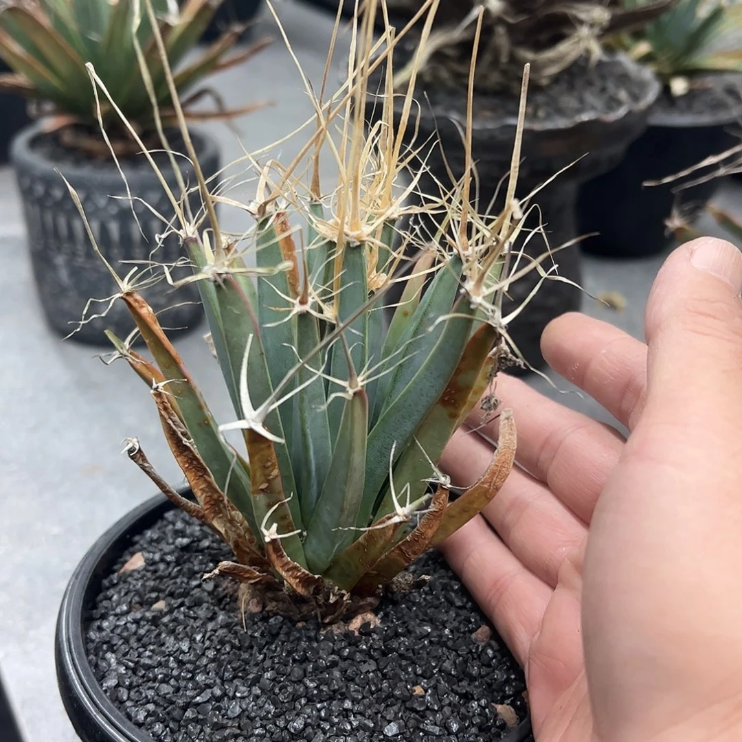 小老光山 6666888