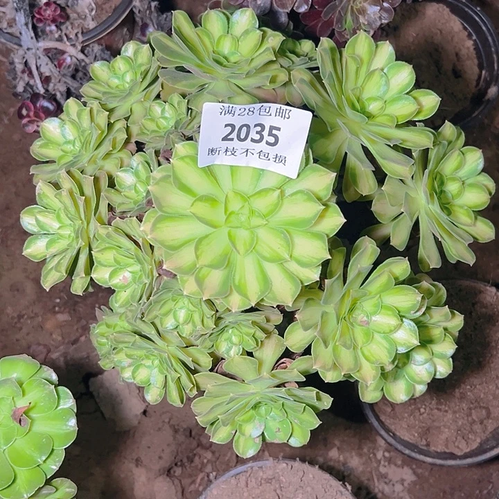 2035韶华多肉植物保护