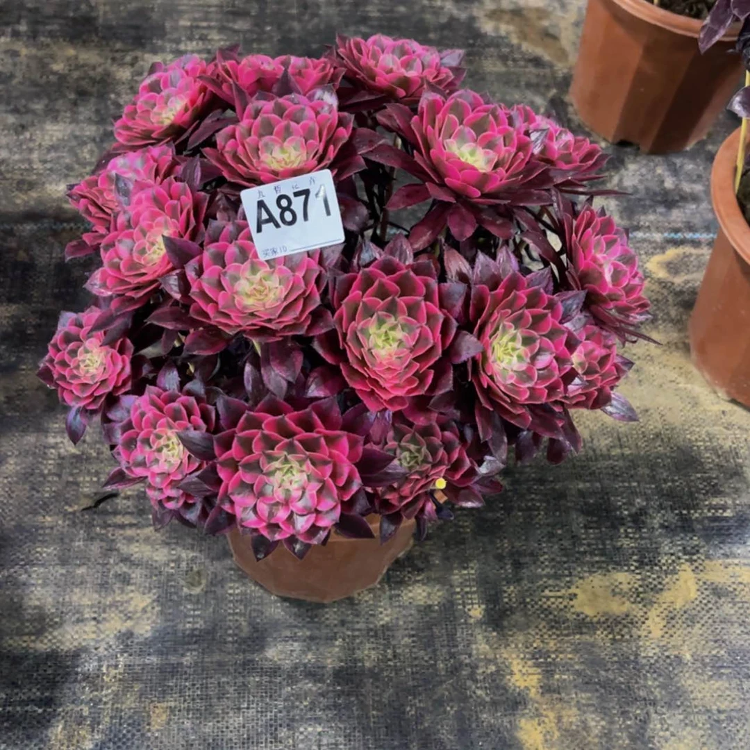 【闪购商品】871红铜白