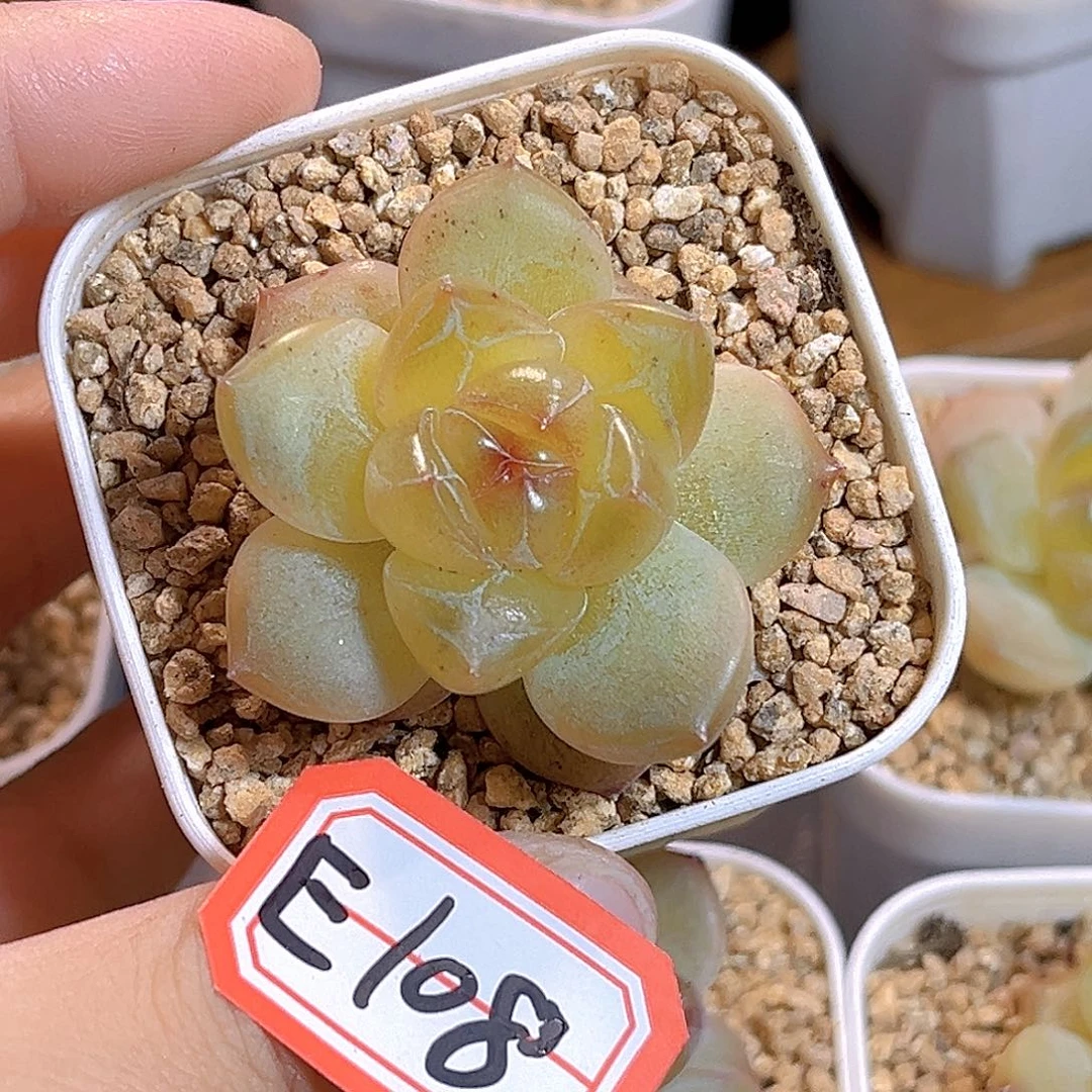 E108 一物一拍 稚奴