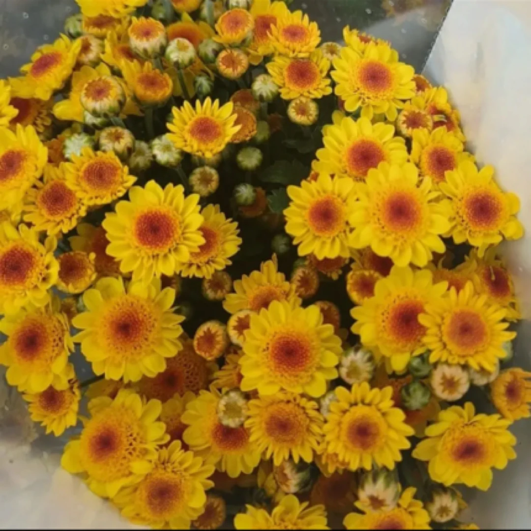 【俊奕鲜花】小菊小太阳10支一扎（4单以内一个运费）