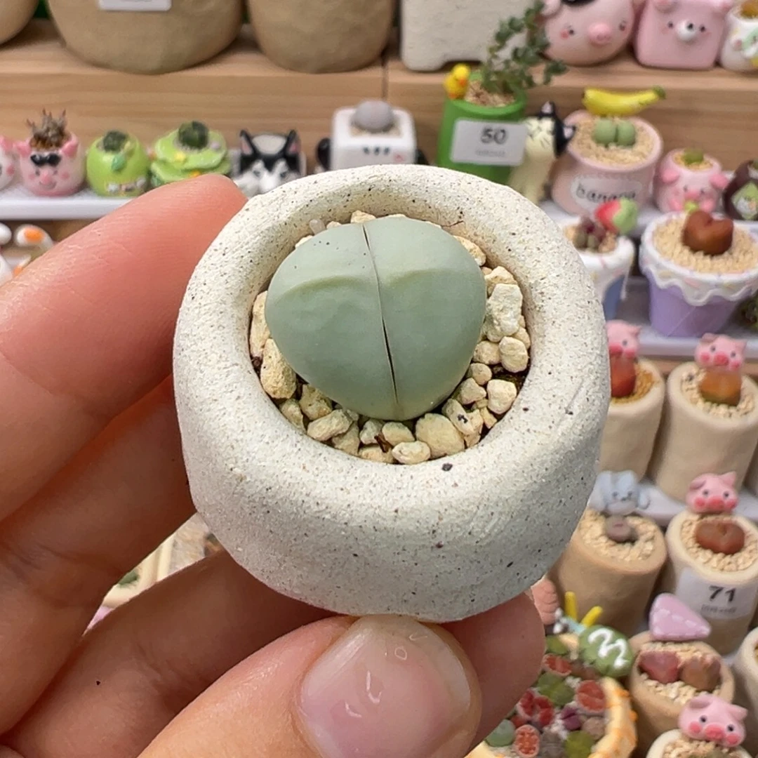 多肉植物95好元宝