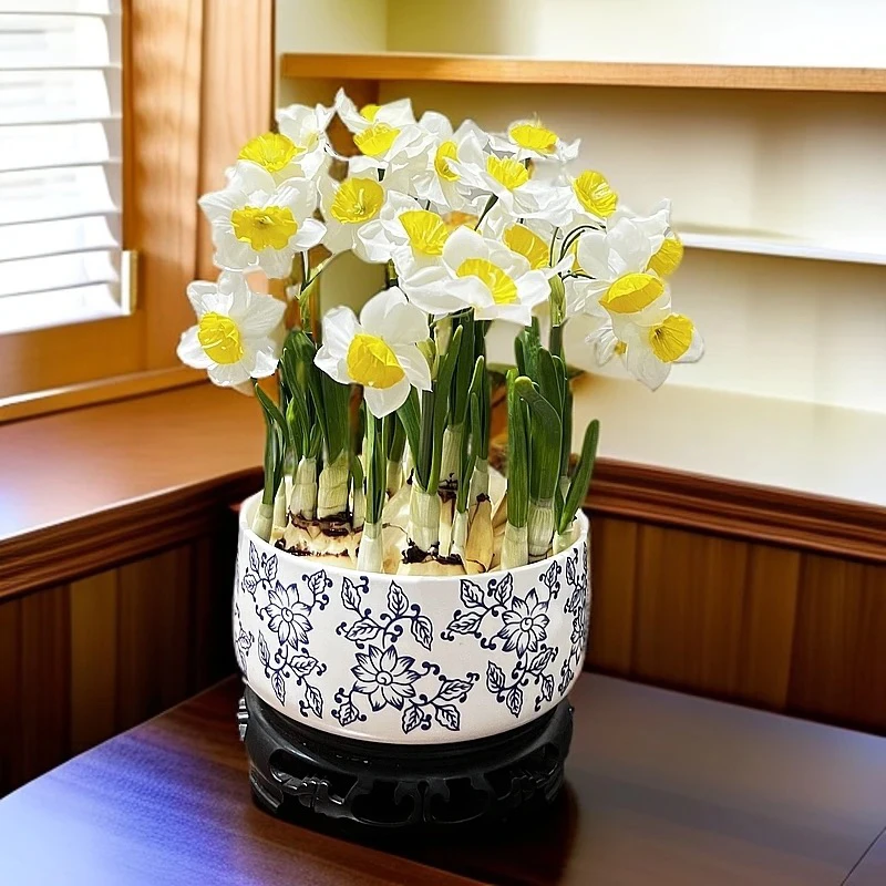 凌波仙子水仙花福建漳州源头正宗清香带青花瓷盆带底座