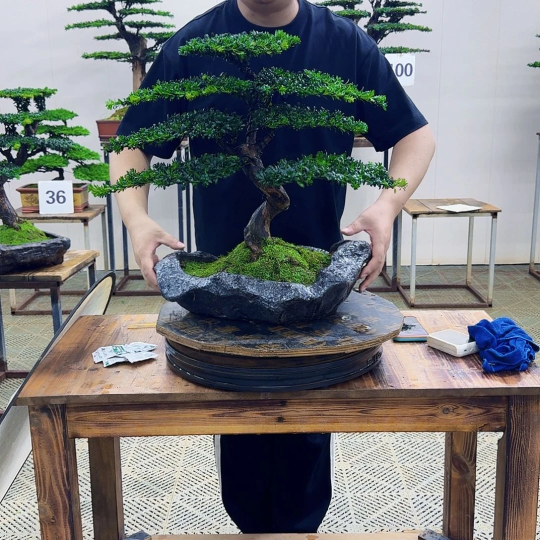 无花朵珍珠红芽罗汉松造型盆景