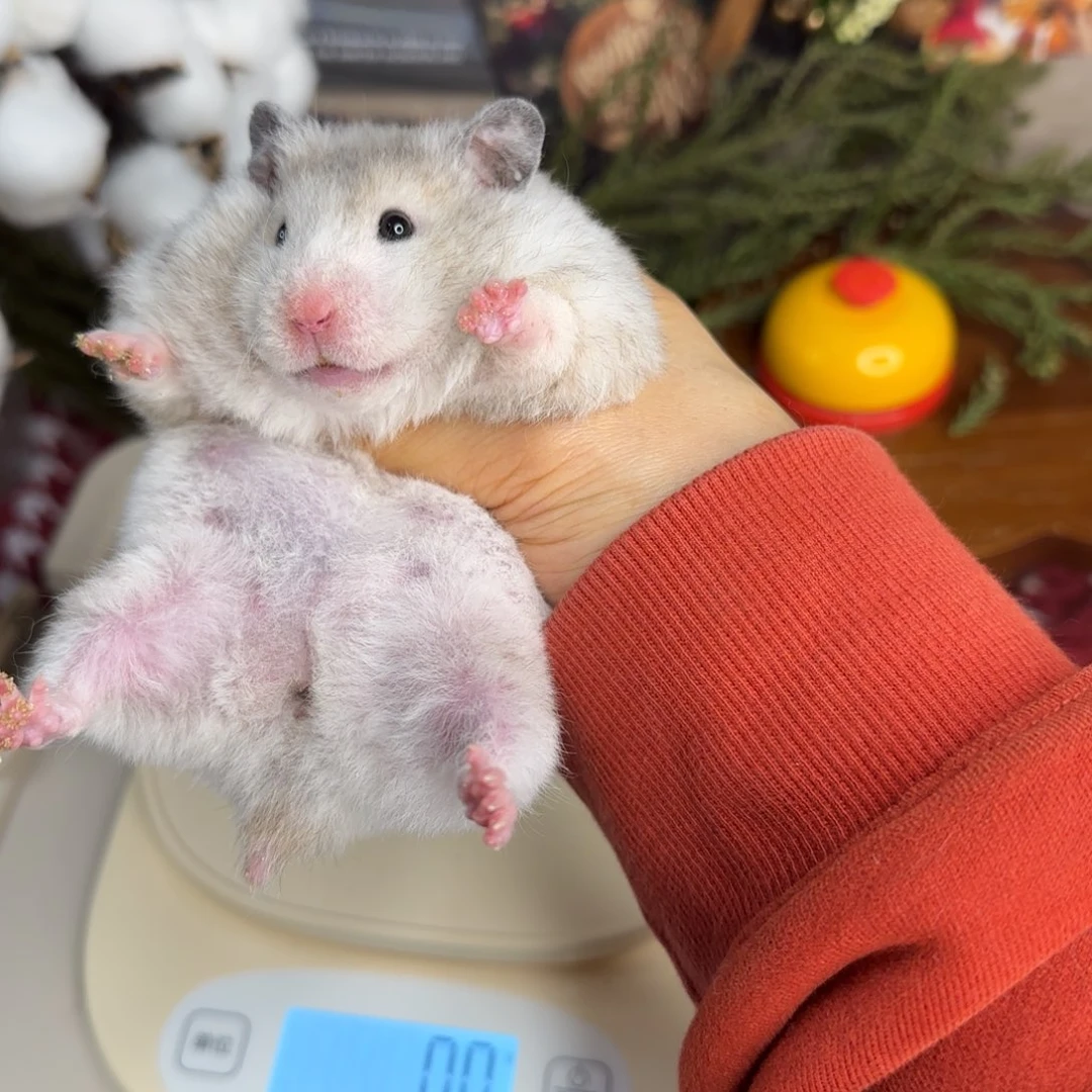 短毛卷毛黑波妹妹6个月190g