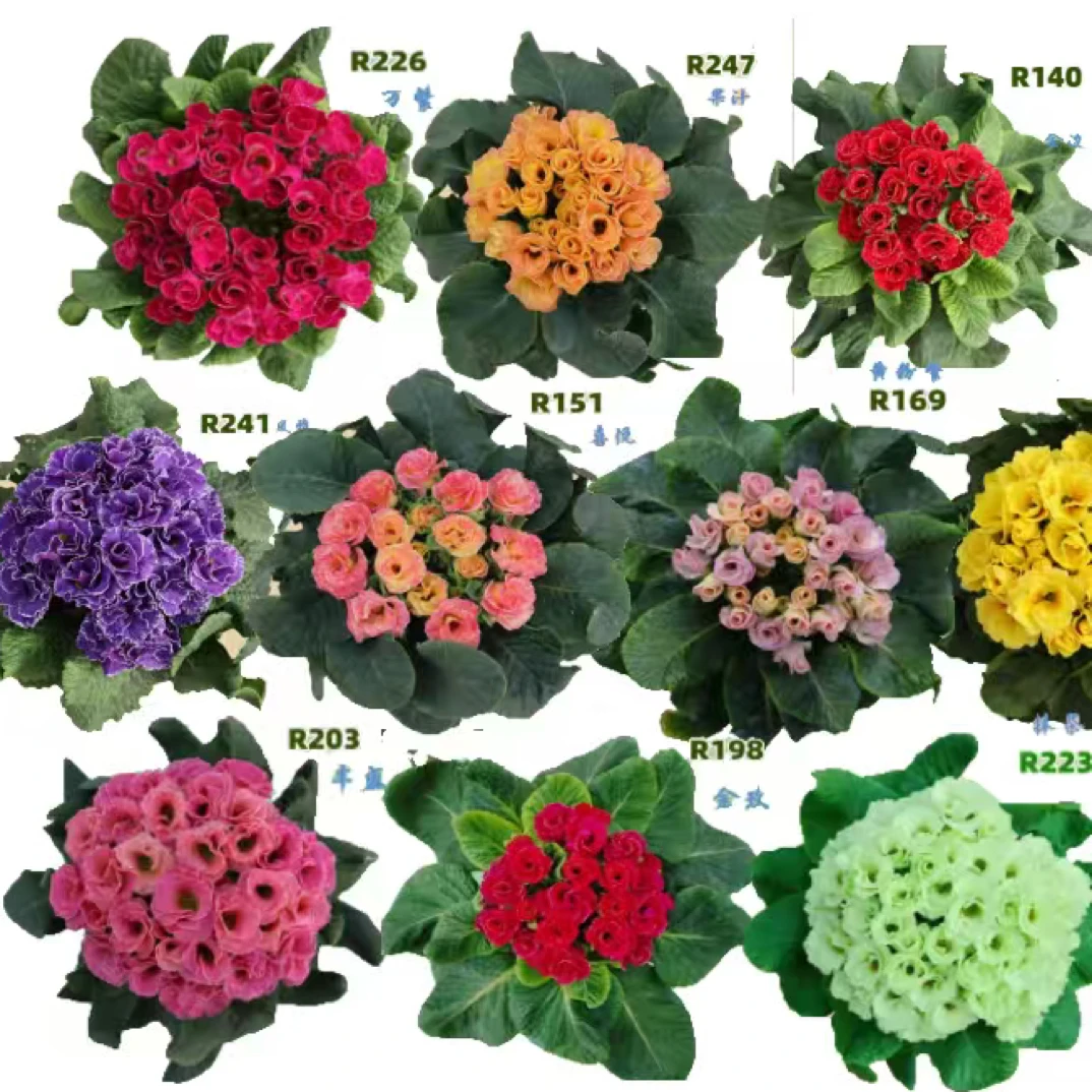 玫瑰重瓣报春苗,七重楼樱草花晚景花花坛阳台