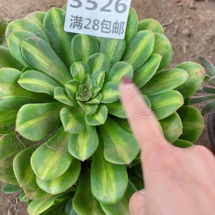 3526二号棚琉璃多肉